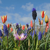 Mixture Tulipa Muscari Aladdin's Carpet