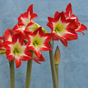 Amaryllis Tres Chic