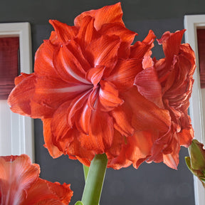 Amaryllis Double Circus