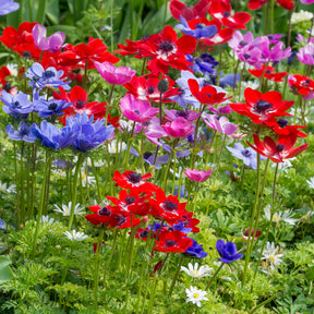 Anemone coronaria De Caen