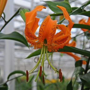 Lilium henryi