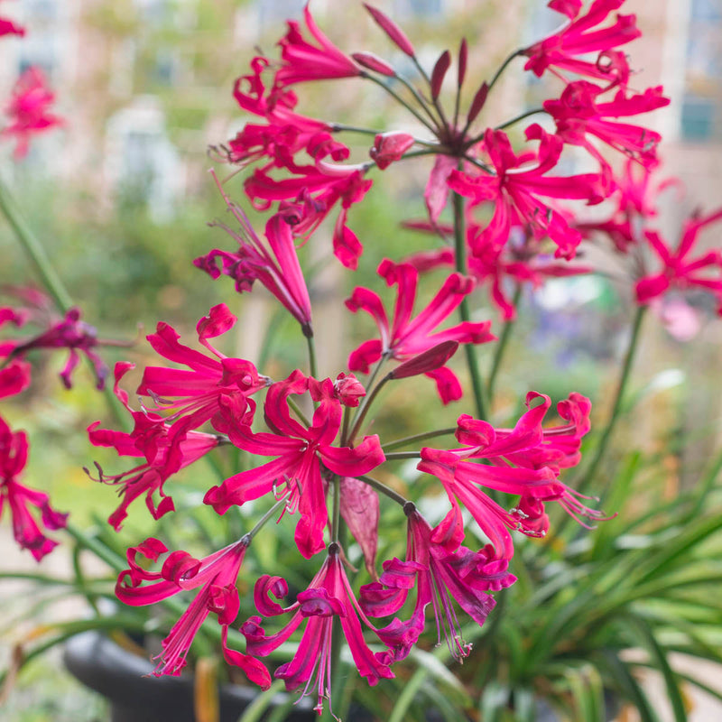 Nerine