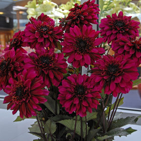 Dahlie Purple Haze