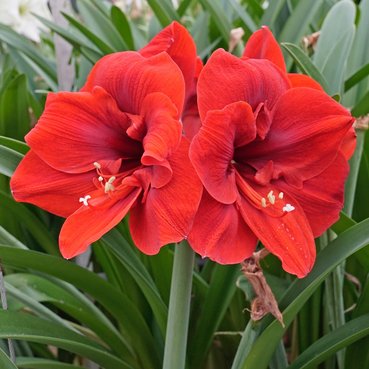 Amaryllis Lion King