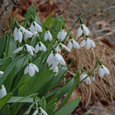 Galanthus elwesii