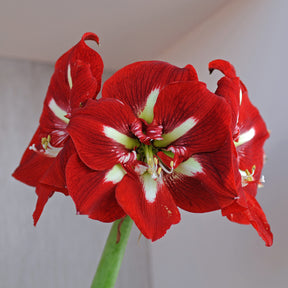 Amaryllis Barbados