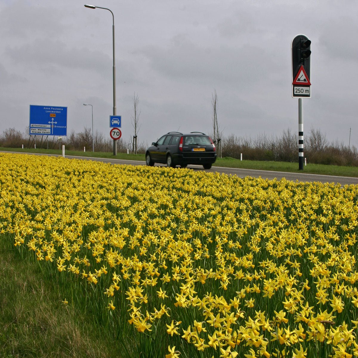 February Gold - gele Cyclamineus narcis - Fluwel