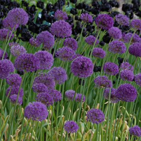 Allium Purple Sensation