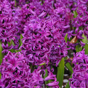 Hyacinthus Purple Sensation