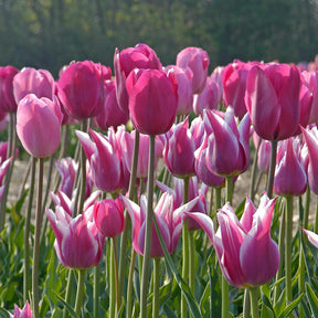 Mixture Tulipa See View Plait