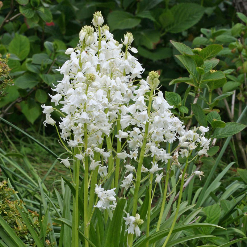 Hyacinthoides (Hasenglöckchen)