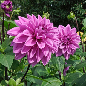 Dahlie Lilac Time