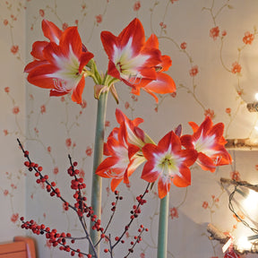 Amaryllis Tres Chic