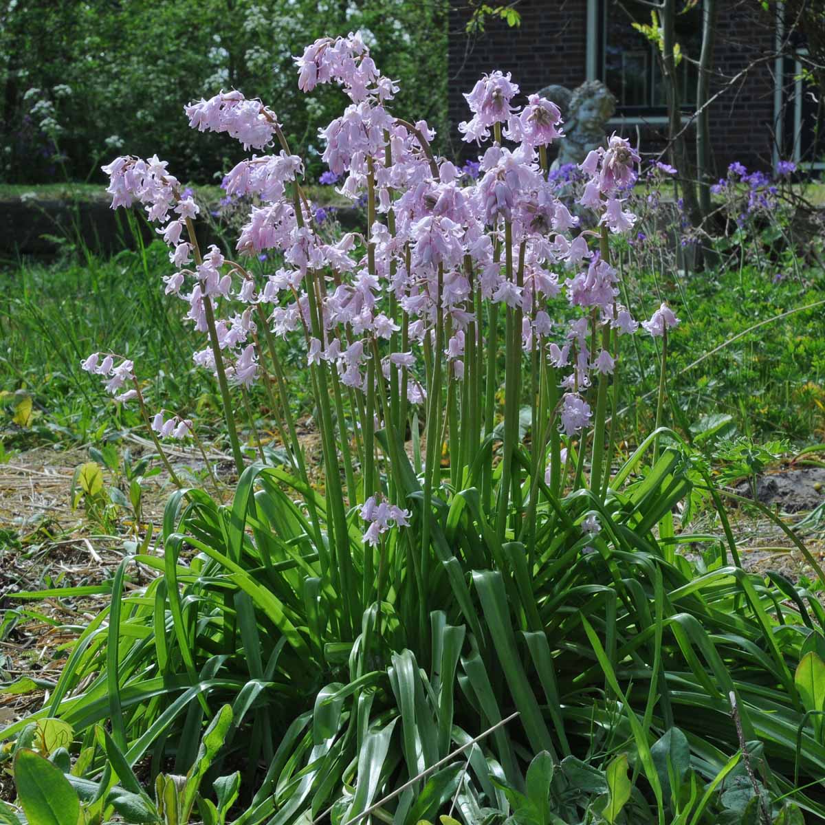 Hyacinthoides hispanica Queen of the Pinks