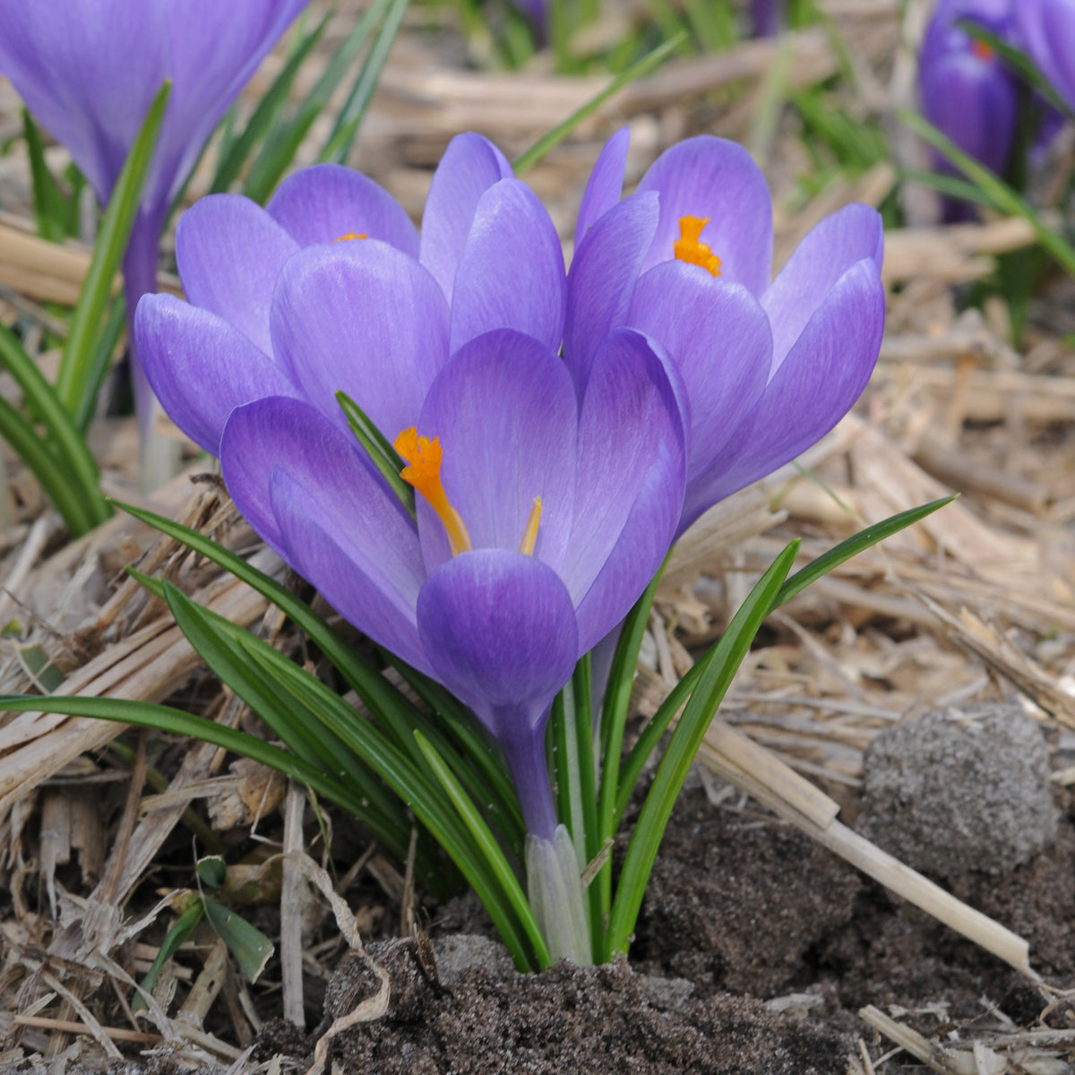 Crocus Aqua