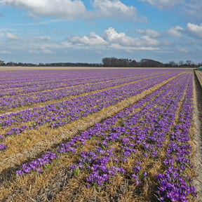 Crocus Blue Ocean