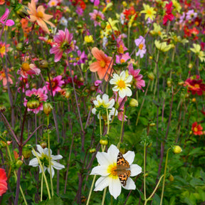 Dahlie Bee Friendly mixture