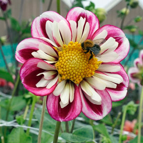 Dahlie Bumble Rumble