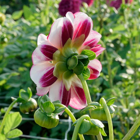 Dahlie Bumble Rumble