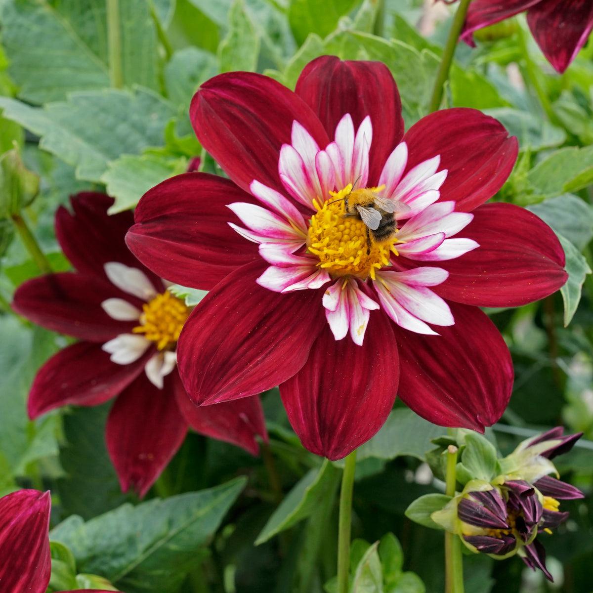 Dahlie Night Butterfly