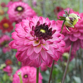 Dahlie Romantica