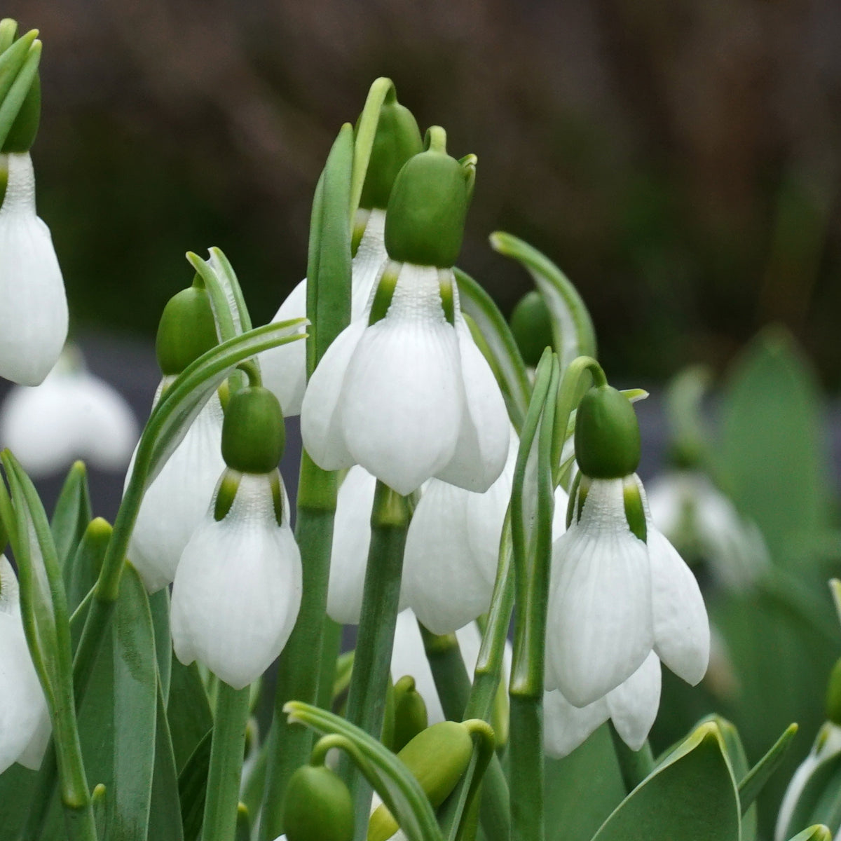 Galanthus Beluga