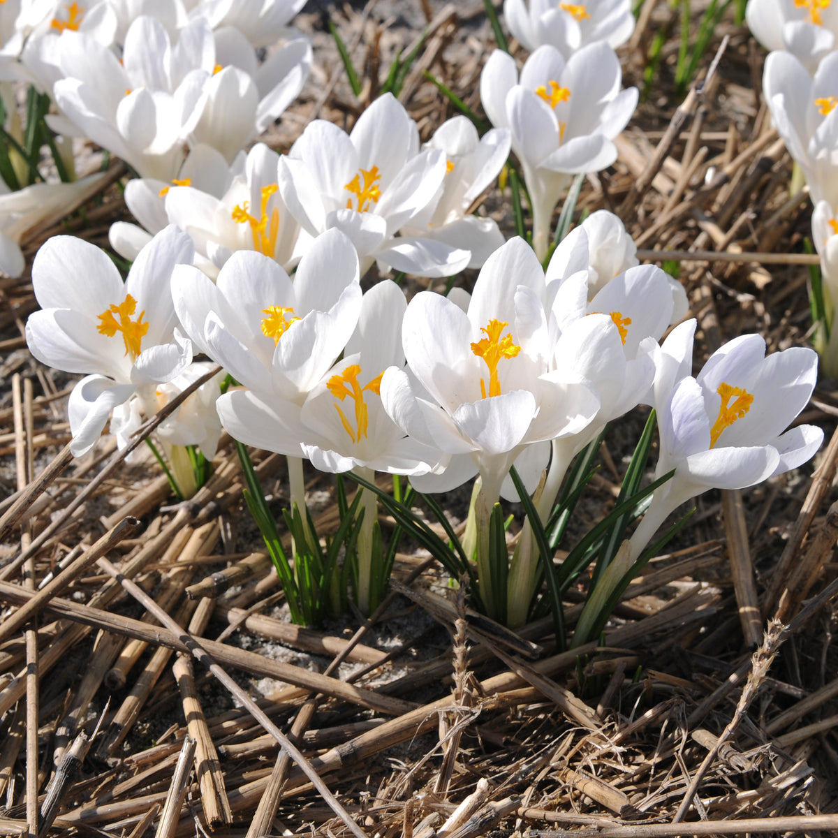 Crocus Ivory Princess