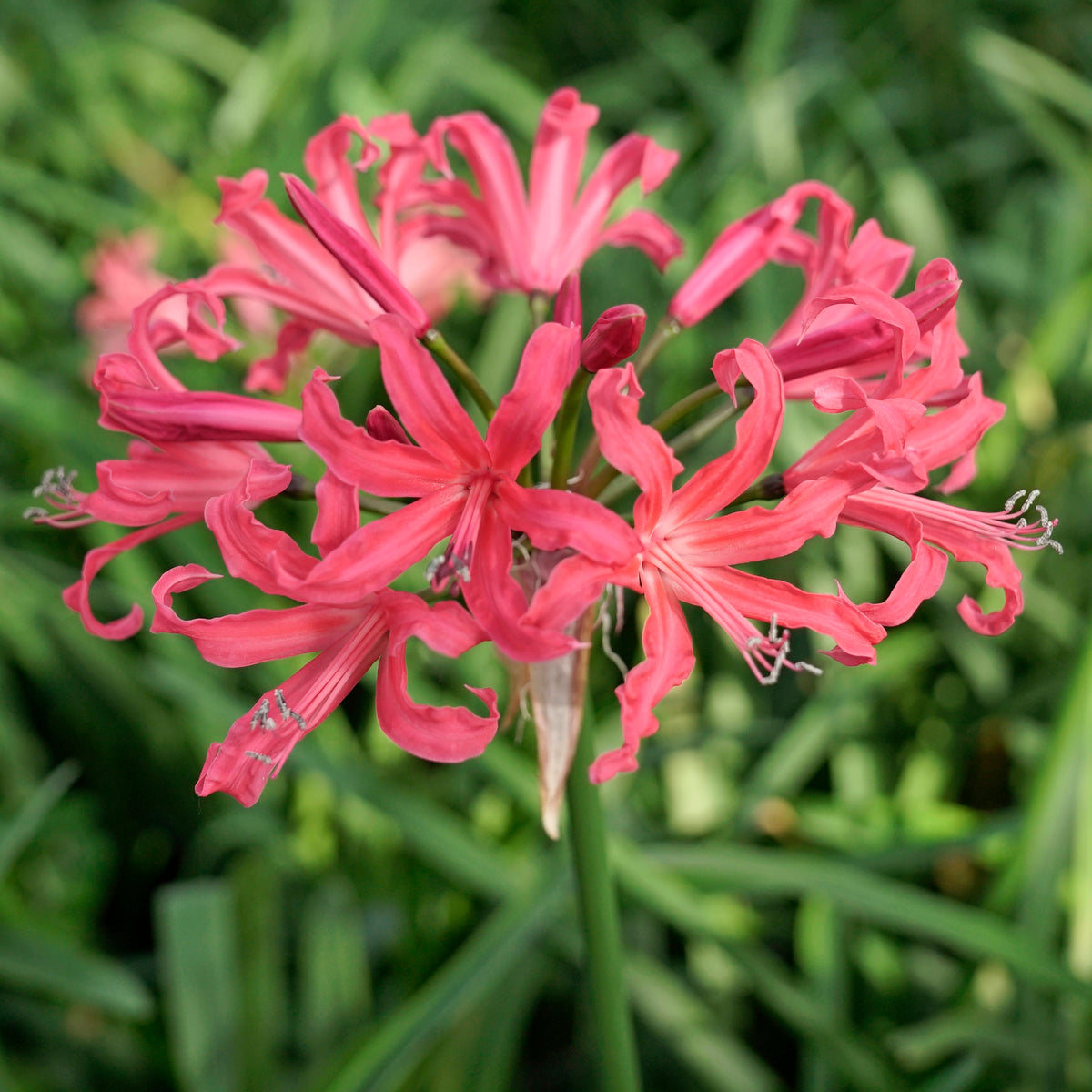 Nerine Pearls of Cherry