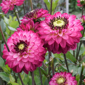 Dahlie Romantica