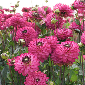 Dahlie Romantica