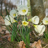 White Petticoat