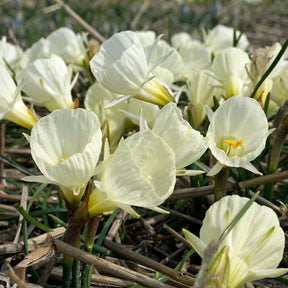 White Petticoat