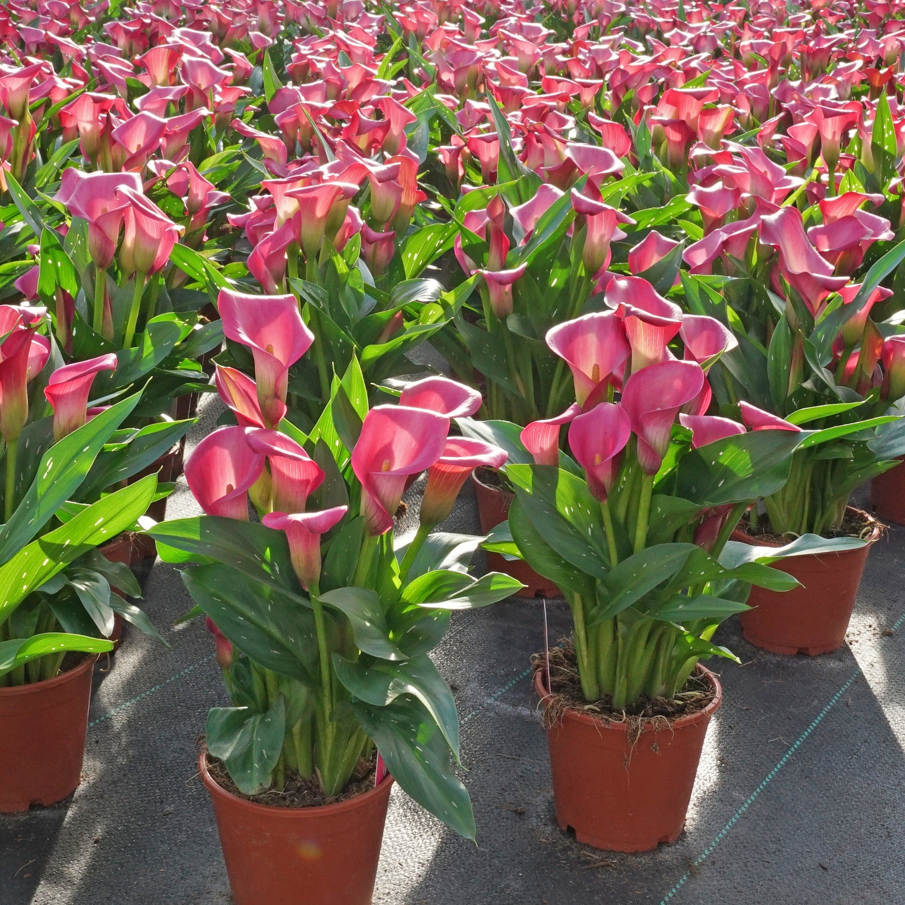 Zantedeschia Zazu Pro 3 Stück blumenzwiebeln kaufen