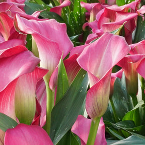 Zantedeschia Zazu