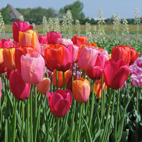 French Blend Rose™