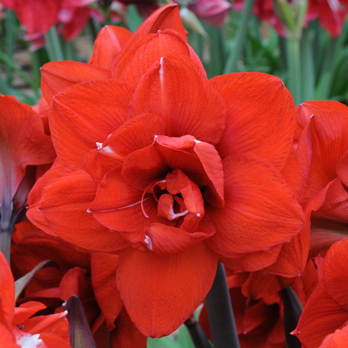 Amaryllis Double King - rode amaryllis - Fluwel