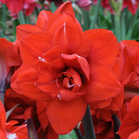 Amaryllis Double King