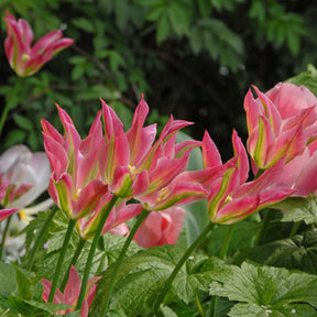 Tulipa Virichic