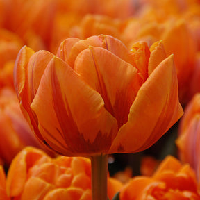 Orange Princess