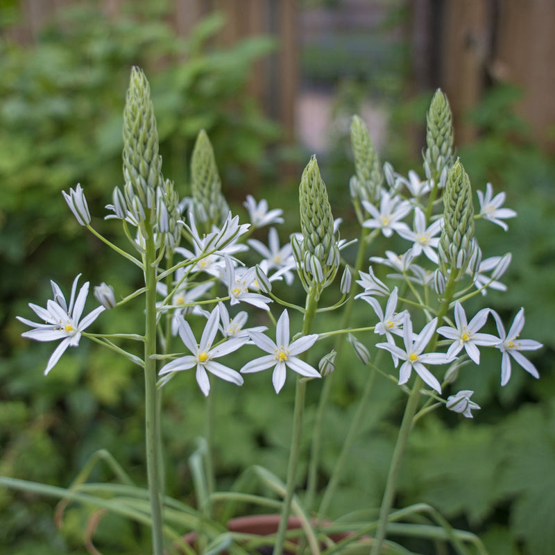 Ornithogalum nutans (Nickender Milchstern)