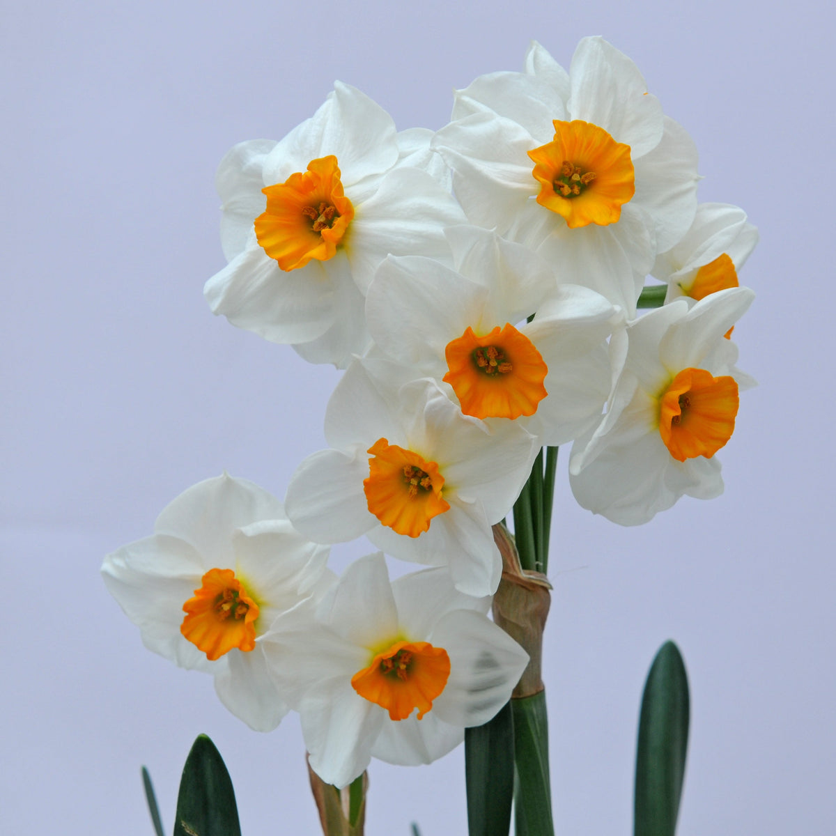 Abraxis - Special Narcissus - Fluwel