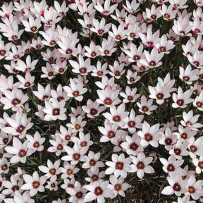 clusiana Peppermint Stick
