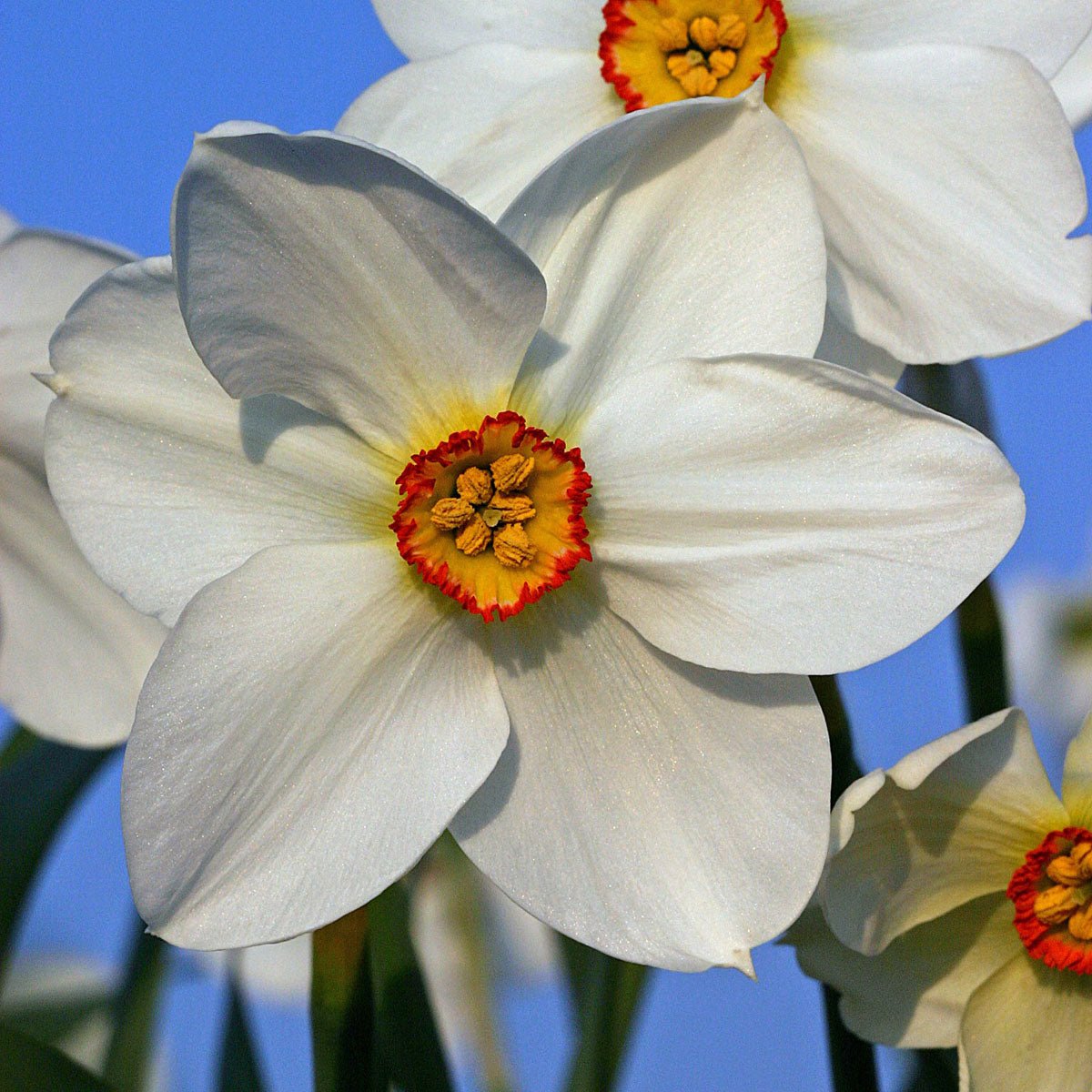 Actaea - Narcissus - Fluwel