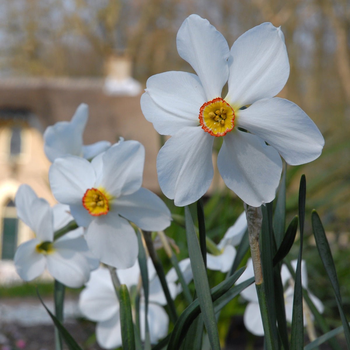 Actaea - Narcissus - Fluwel
