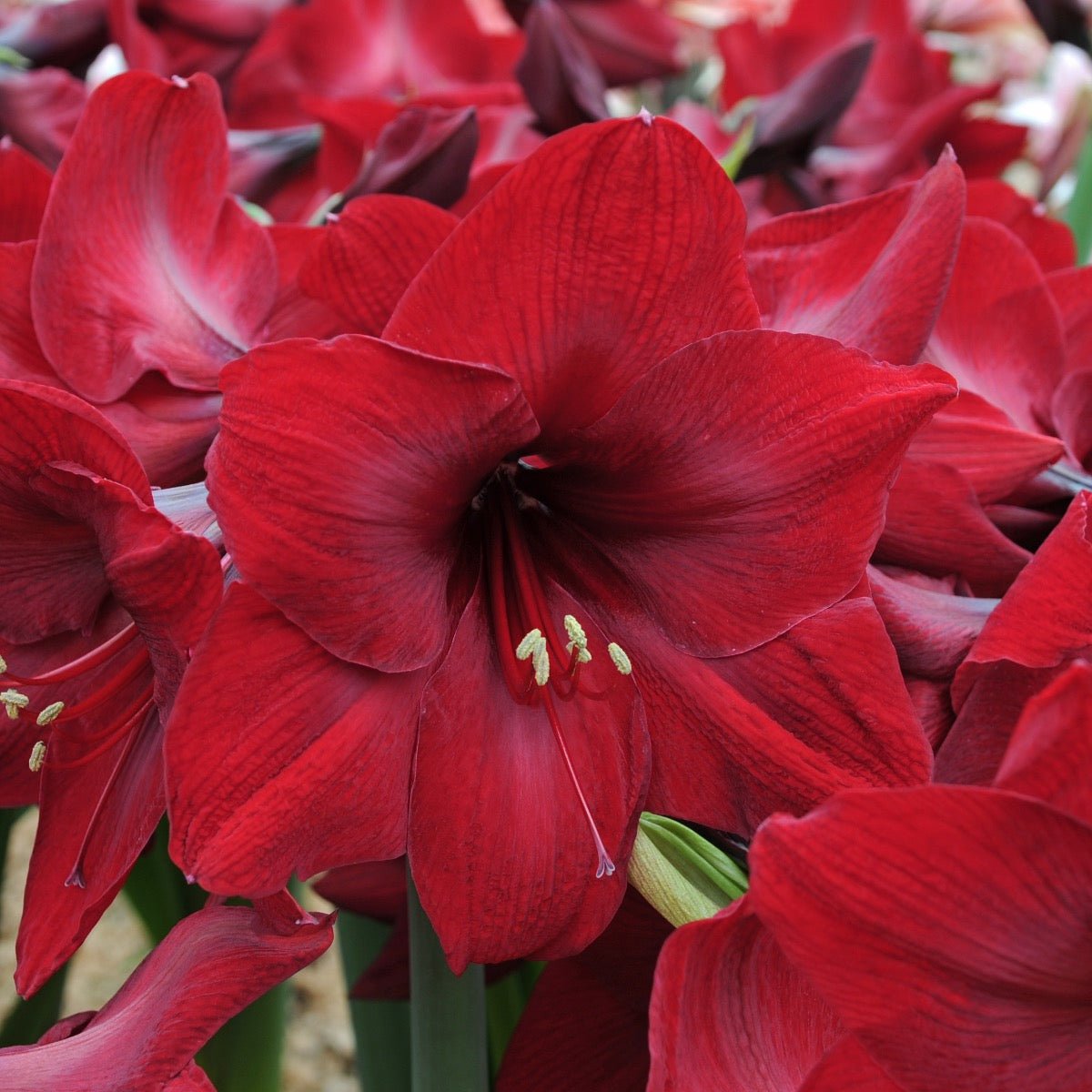Amaryllis Red Reality - rode amaryllis - Fluwel