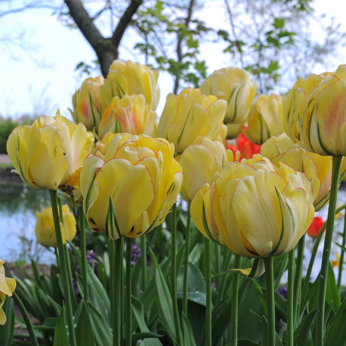 Akebono - Tulips - Fluwel