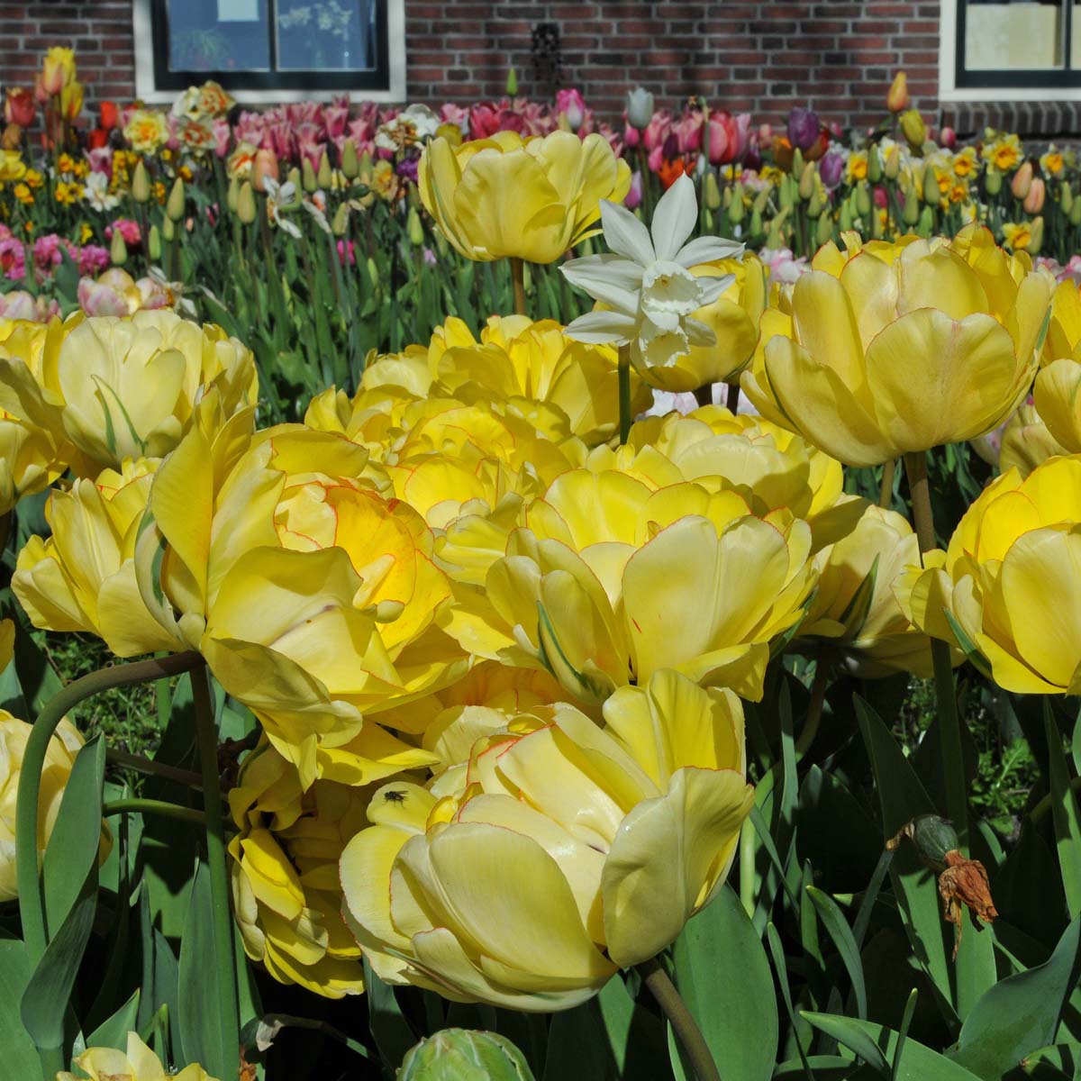 Akebono - Tulips - Fluwel