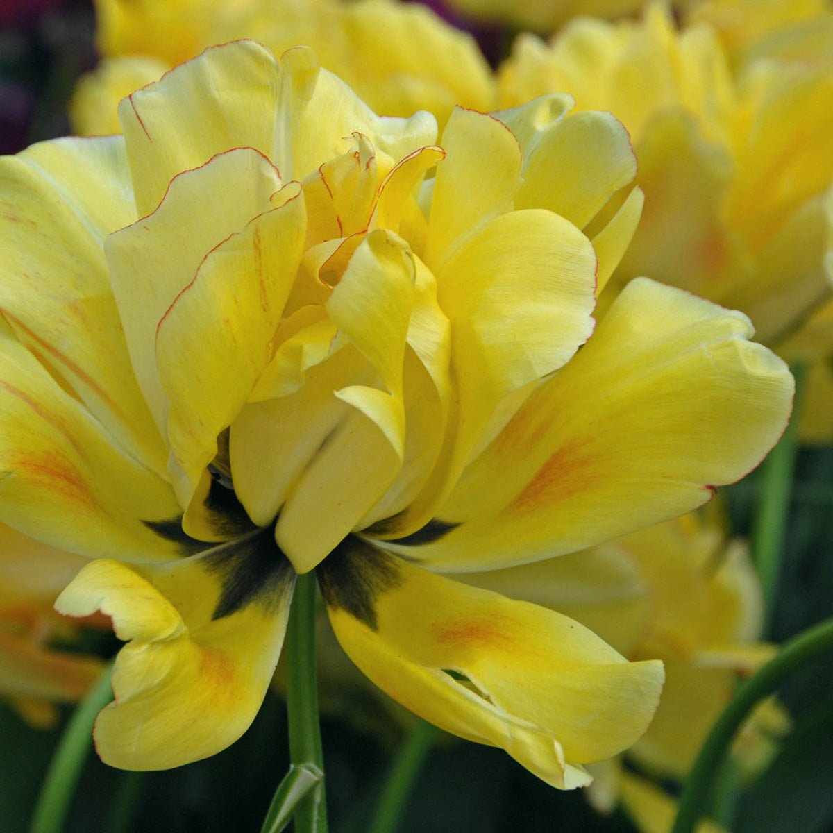 Akebono - Tulips - Fluwel