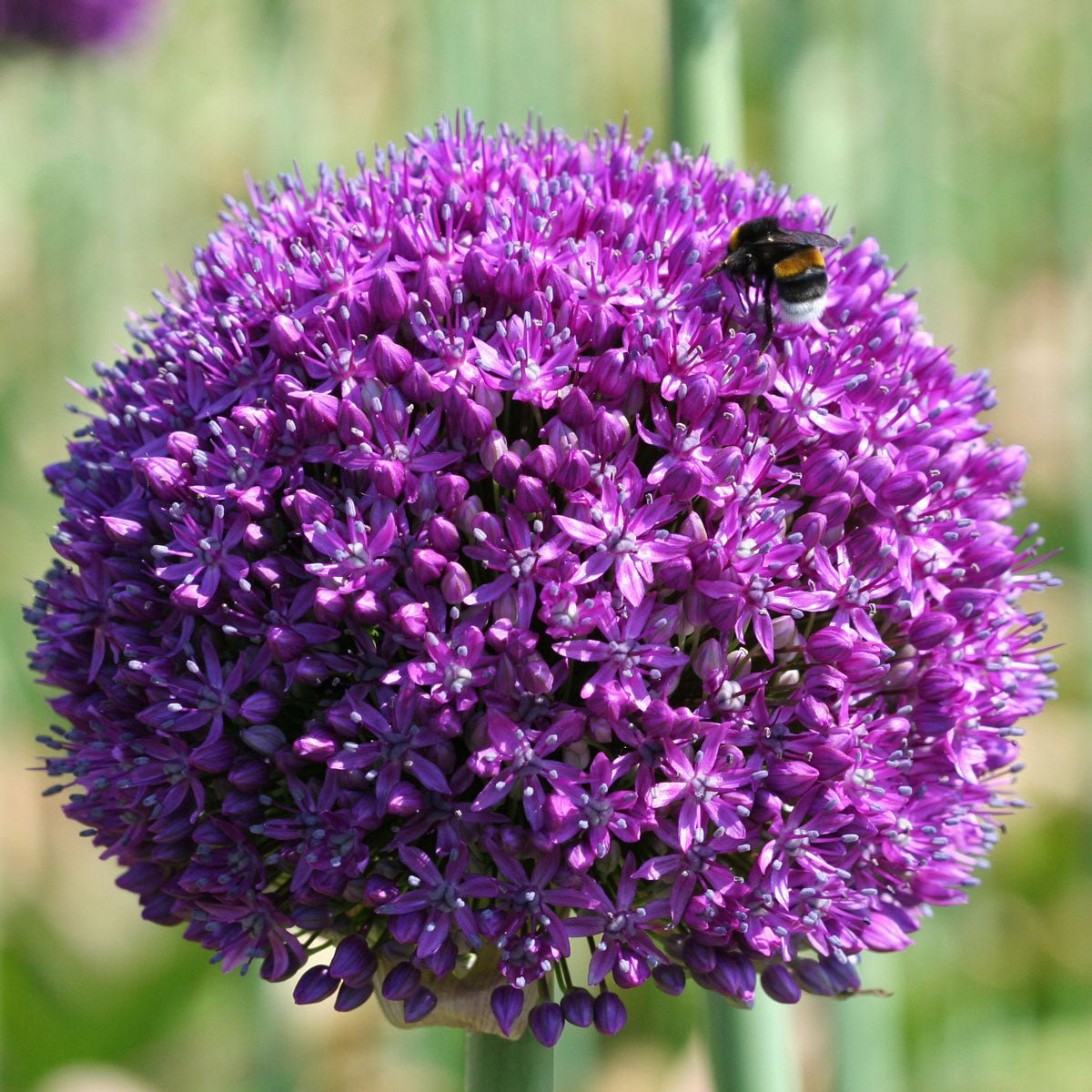 Allium Ambassador - Alliums - Fluwel