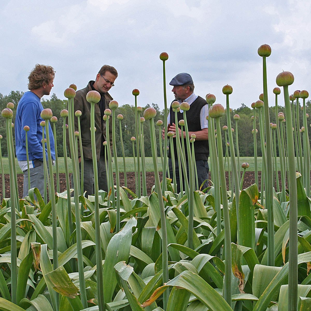 Allium Ambassador - Alliums - Fluwel